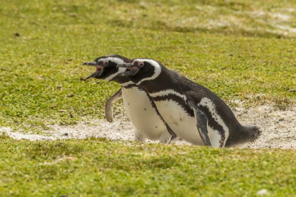 East Falkland Magellanic penguins braying